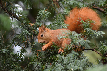 Eichhörnchen © Laís Milena Dias