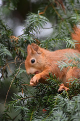 Eichhörnchen © Laís Milena Dias