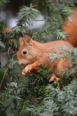 Eichhörnchen © Laís Milena Dias