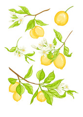 Lemon tree branch with yellow, green lemons, flowers and leaves. Element for design. Vector illustration. Isolated on white background..