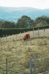 Naklejka premium Scottish cow grazing in a farm meadow in Basque Country