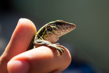 Lizard_green_in_a_man_hand