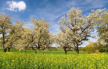 Rapeseed field and alley of flowering cherry trees