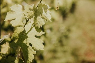 Feuilles de vigne