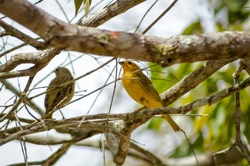 Canario da Terra - Sicalis Flaveola
