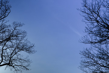 background of tree branches 