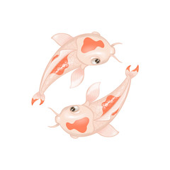 Fototapeta premium Isolated koi fish on white background 