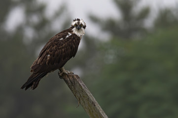 A fierce Osprey perched against a green background.