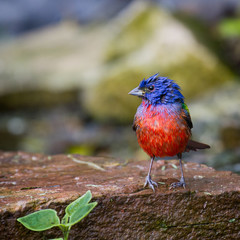 Painted Bunting Profile