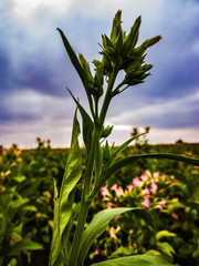 field and blue sky