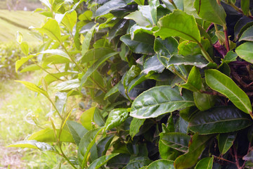 Tea tree leaves close up in the sun. Trimmed bushes of Chinese camellia on a tea plantation on the island of San Miguel, Portugal. Tea grows in the Azores.