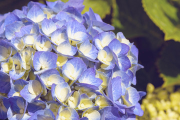 Huge inflorescences of blue large hydrangea (Latin Hydrangea macrophylla). Beautiful, toxic and healing flower hydrangea - a symbol of the island of San Miguel, Azores, Portugal.