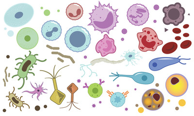 Types of Cells and Anitgens 