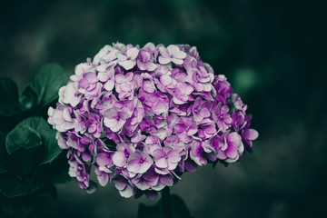 pink flowers in the garden