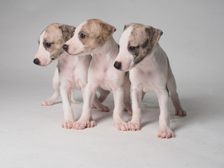 Three Whippets Puppies tabby and white with one month old