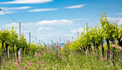 Photo sur Plexiglas Vignoble Espacement floral en vignoble biologique près de Velke Bilovice, Moravie, République Tchèque