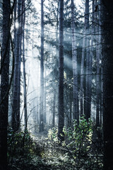 Mysterious dark forest with fog and rays of sunlight. Depressive mood.