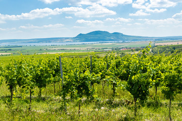 Palava with vineyards near Popice,South Moravia, Czech Republic