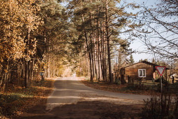 Forest road leading to a wooden house. Rays of sunlight shine through the branches of trees.