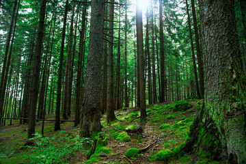 Green fir tree forest