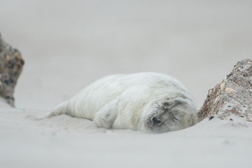 Young and cute grey seal pup, natural environment, close up, wildlife, Halichoerus grypus