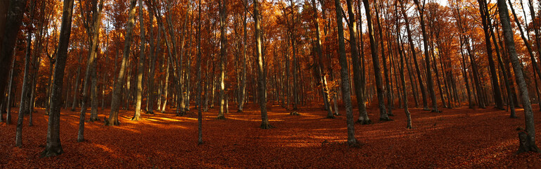 Autumn panorama of forest landscape with dried leaves and beech trees, fall nature landscape