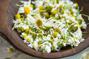 Dried chamomile flowers in wooden bowl