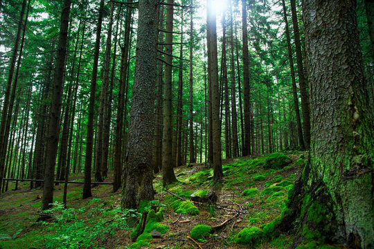 Green fir tree forest © marrakeshh