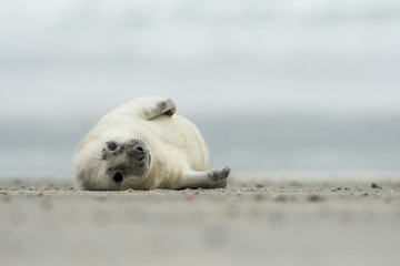 Obraz premium Young and cute grey seal pup, natural environment, close up, wildlife, Halichoerus grypus