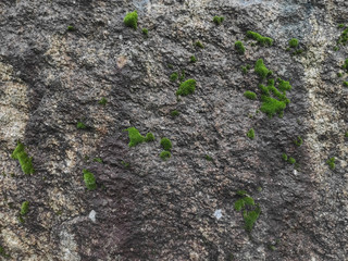 Rough, damp stone wall texture with clumps of green moss growing on surface