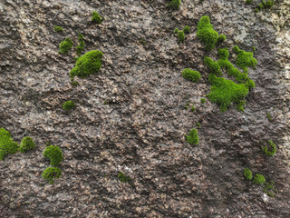 Rough, damp stone wall texture with moss growing on surface