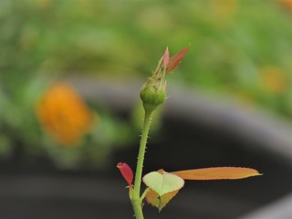 O desenvolver da rosa.