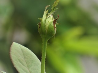 O desenvolver da rosa.