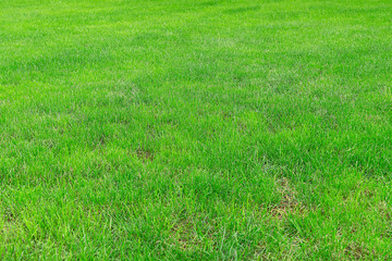 Uncut green grass, young grows in a field. Grassy lawn, texture for background. Summer is a sunny day, rice field or golf.