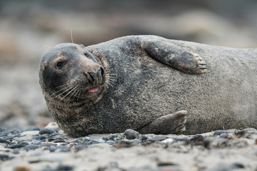 Grey seal in the natural environment, wildlife, close up, Halichoerus grypus