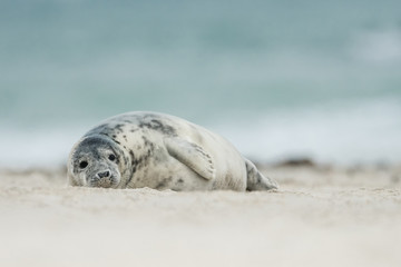 Young and cute Common seal, close up, wildlife, natural environment, Phoca vitulina