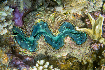 Detail of the mantle of a giant clam, Tridacna, growing on a coral reef 