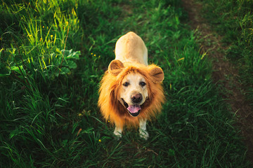 Funny big dog with fake lions mane at green field