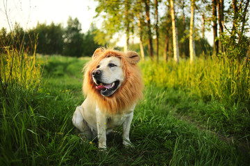 Funny big dog with fake lions mane at green field