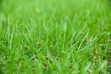 green grass background on the lawn. fresh grass texture with soft focus