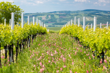 Espacement floral dans un vignoble biologique près de Velke Bilovice, Moravie, République Tchèque
