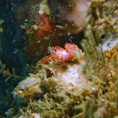 Obraz na płótnie Canvas Naked sea slug or nudibrunch at the Shipwreck scuba diving site