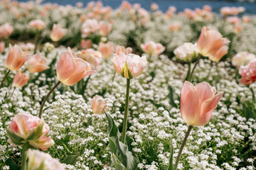 Blühende Tulpen im Frühling, Blüten mit Bokeh