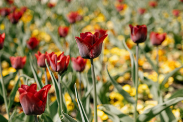 Blühende Tulpen im Frühling, Blüten mit Bokeh