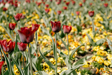 Blühende Tulpen im Frühling, Blüten mit Bokeh