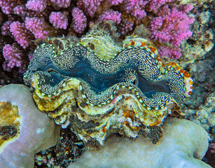 Detail of the mantle of a giant clam, Tridacna, growing on a coral reef 