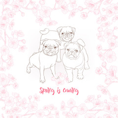 Pug dogs with blooming sakura spring flowers. Vector illustration. Outline hand drawing.