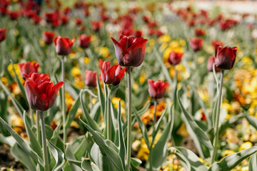 Blühende Tulpen im Frühling, Blüten mit Bokeh