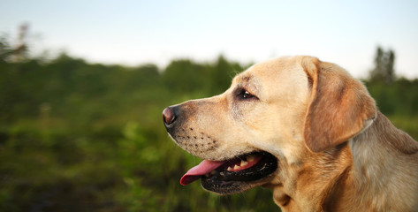 Happy big dog having relax on green meadow at nature
