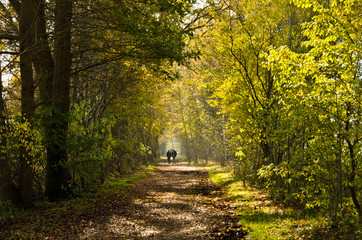 Autumn walk in a moor, an area of nature protection in Norderstedt, Germany